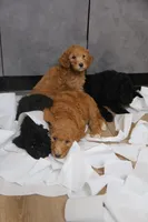 Yellow Girl , a female Poodle - Multi-Colored Standard for sale in Los Angeles, CA – 6 of 10