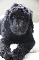 Red boy, a male Poodle - Multi-Colored Standard for sale in Los Angeles, CA – 6 of 9