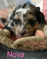 Nova, a female Aussiedoodle for sale in Climax Springs, MO – Photo 1 of 2