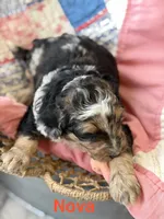 Nova, a female Aussiedoodle for sale in Climax Springs, MO – Photo 2 of 2