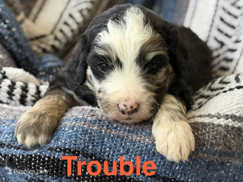Trouble