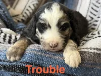 Trouble, a male Aussiedoodle for sale in Climax Springs, MO – Photo 1 of 2