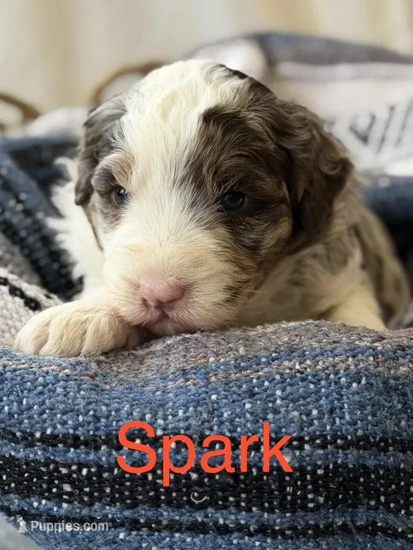 Spark