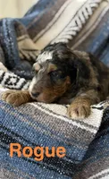 Rogue, a male Aussiedoodle for sale in Climax Springs, MO – Photo 1 of 2