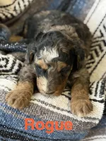 Rogue, a male Aussiedoodle for sale in Climax Springs, MO – Photo 2 of 2