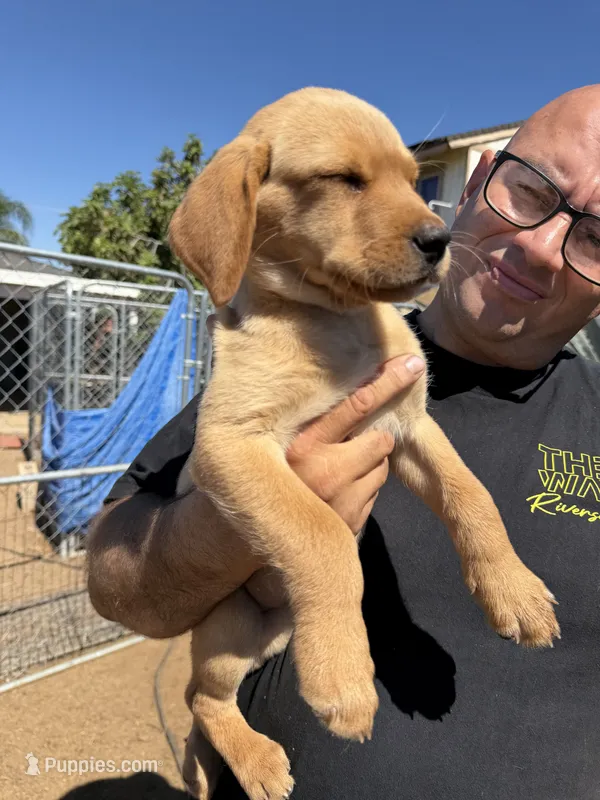 Rosie – Labrador Retriever puppy for sale in Riverside, CA