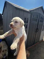 Snowball, a female Labrador Retriever for sale in Riverside, CA – 2 of 6