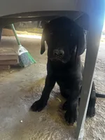 Pepper, a male Labrador Retriever for sale in Riverside, CA – 2 of 4