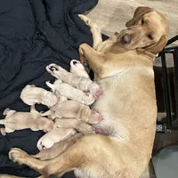 Green Bean, a male Labrador Retriever for sale in Riverside, CA – Photo 2 of 2