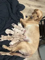 Green Bean, a male Labrador Retriever for sale in Riverside, CA – Photo 2 of 2