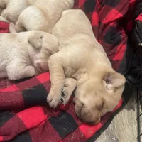Green Bean, a male Labrador Retriever for sale in Riverside, CA – Photo 1 of 2