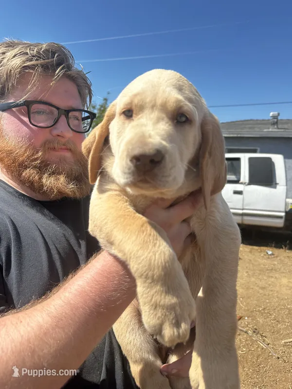 Buddy  – Labrador Retriever puppy for sale in Riverside, CA