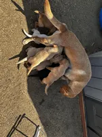 Chip, a male Labrador Retriever for sale in Riverside, CA – 4 of 4
