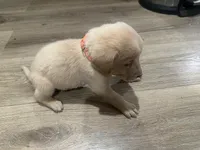 Orangie , a male Labrador Retriever for sale in Riverside, CA – Photo 8 of 8