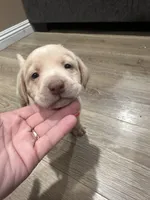 Orangie , a male Labrador Retriever for sale in Riverside, CA – Photo 2 of 8