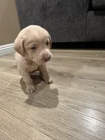 Orangie , a male Labrador Retriever for sale in Riverside, CA – Photo 4 of 8