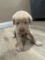 Orangie , a male Labrador Retriever for sale in Riverside, CA – Photo 3 of 8