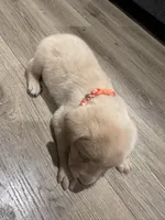 Orangie , a male Labrador Retriever for sale in Riverside, CA – Photo 6 of 8