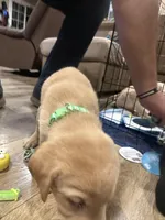 Bright , a male Labrador Retriever for sale in Riverside, CA – Photo 4 of 8