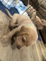 Bright , a male Labrador Retriever for sale in Riverside, CA – Photo 8 of 8