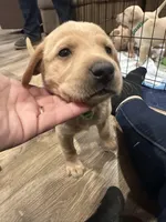 Bright , a male Labrador Retriever for sale in Riverside, CA – Photo 5 of 8