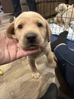 Bright , a male Labrador Retriever for sale in Riverside, CA – Photo 1 of 8