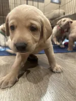 Bright , a male Labrador Retriever for sale in Riverside, CA – Photo 2 of 8