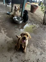 Rosie, a female Labrador Retriever for sale in Riverside, CA – 2 of 3