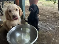 Pepper, a male Labrador Retriever for sale in Riverside, CA – 4 of 4