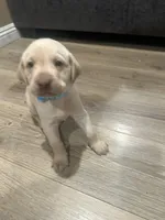 Baby, a male Labrador Retriever for sale in Riverside, CA – Photo 1 of 6