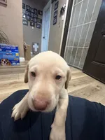 Baby, a male Labrador Retriever for sale in Riverside, CA – Photo 5 of 6