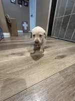 Baby, a male Labrador Retriever for sale in Riverside, CA – Photo 3 of 6