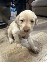 Baby, a male Labrador Retriever for sale in Riverside, CA – Photo 2 of 6