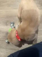 Blaze, a male Labrador Retriever for sale in Riverside, CA – Photo 5 of 7