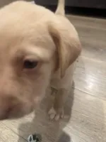 Blaze, a male Labrador Retriever for sale in Riverside, CA – Photo 4 of 7