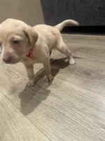 Blaze, a male Labrador Retriever for sale in Riverside, CA – Photo 7 of 7