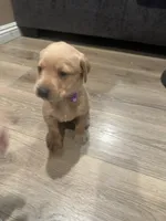 Purple , a male Labrador Retriever for sale in Riverside, CA – Photo 5 of 5