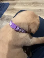 Purple , a male Labrador Retriever for sale in Riverside, CA – Photo 2 of 5