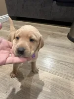 Purple , a male Labrador Retriever for sale in Riverside, CA – Photo 1 of 5