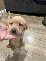 Purple , a male Labrador Retriever for sale in Riverside, CA – Photo 4 of 5