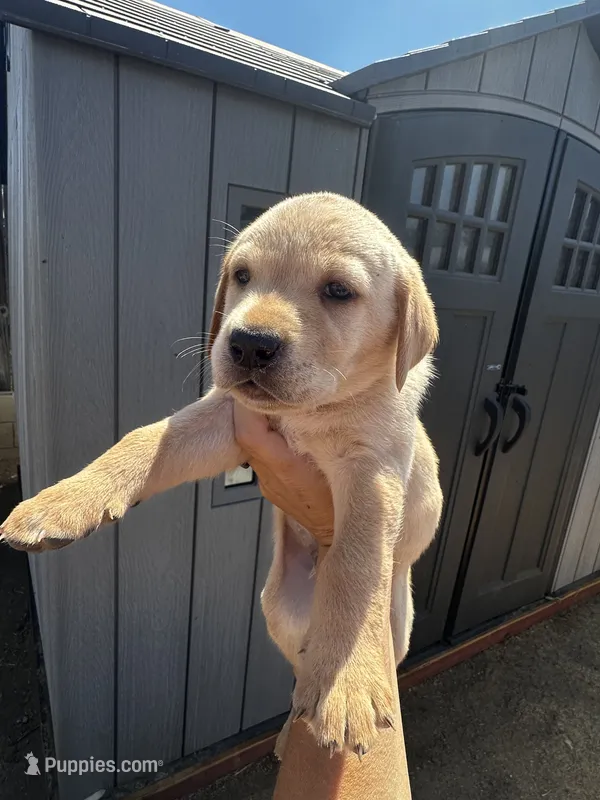 Chip – Labrador Retriever puppy for sale in Riverside, CA