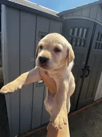 Chip, a male Labrador Retriever for sale in Riverside, CA – 1 of 4