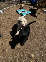 Snowball, a female Labrador Retriever for sale in Riverside, CA – 3 of 6