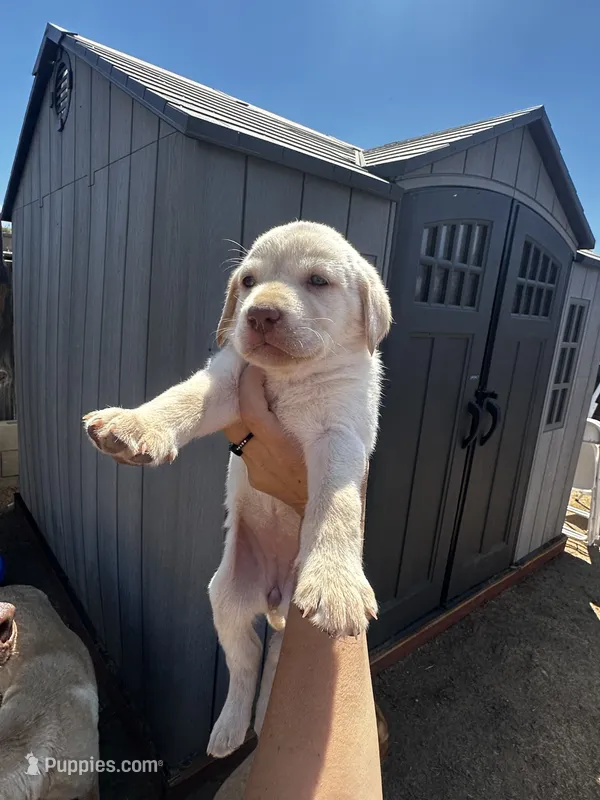 Snowball – Labrador Retriever puppy for sale in Riverside, CA