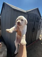 Snowball, a female Labrador Retriever for sale in Riverside, CA – 1 of 6