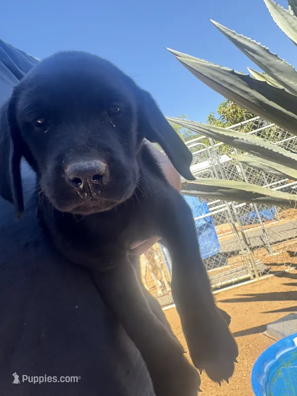 Pepper – Labrador Retriever puppy for sale in Riverside, CA