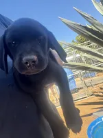 Pepper, a male Labrador Retriever for sale in Riverside, CA – 1 of 4