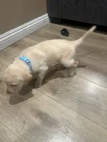 Baby, a male Labrador Retriever for sale in Riverside, CA – Photo 6 of 6