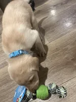 Baby, a male Labrador Retriever for sale in Riverside, CA – Photo 4 of 6