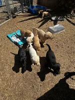 Snowball, a female Labrador Retriever for sale in Riverside, CA – 6 of 6